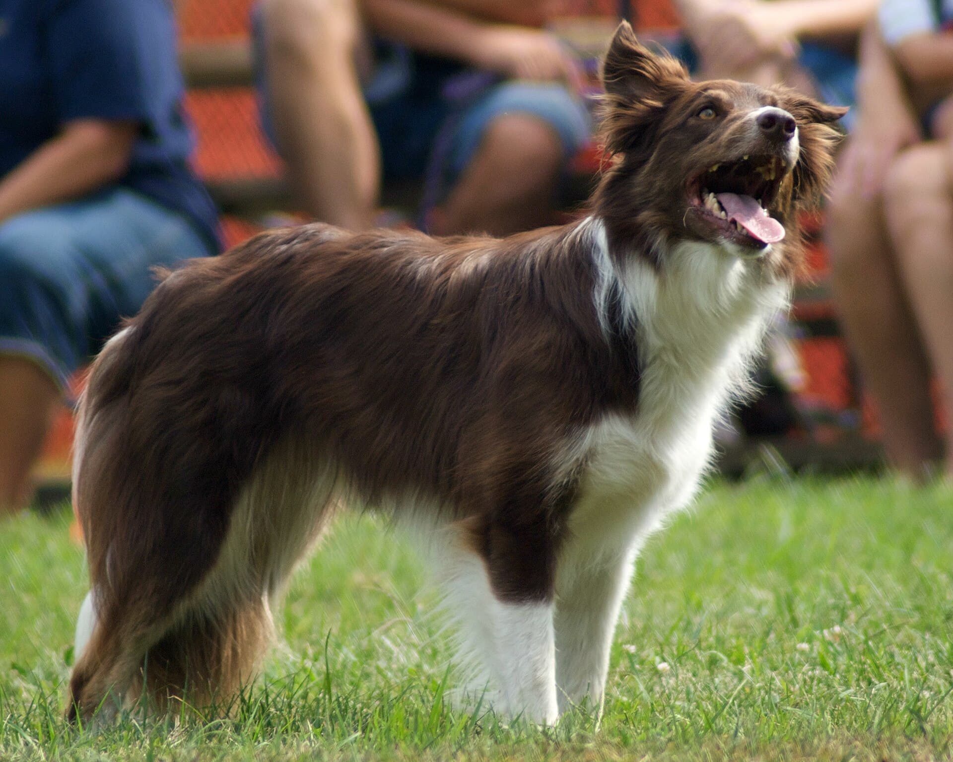 Brązowo-biały border collie stojący na trawie