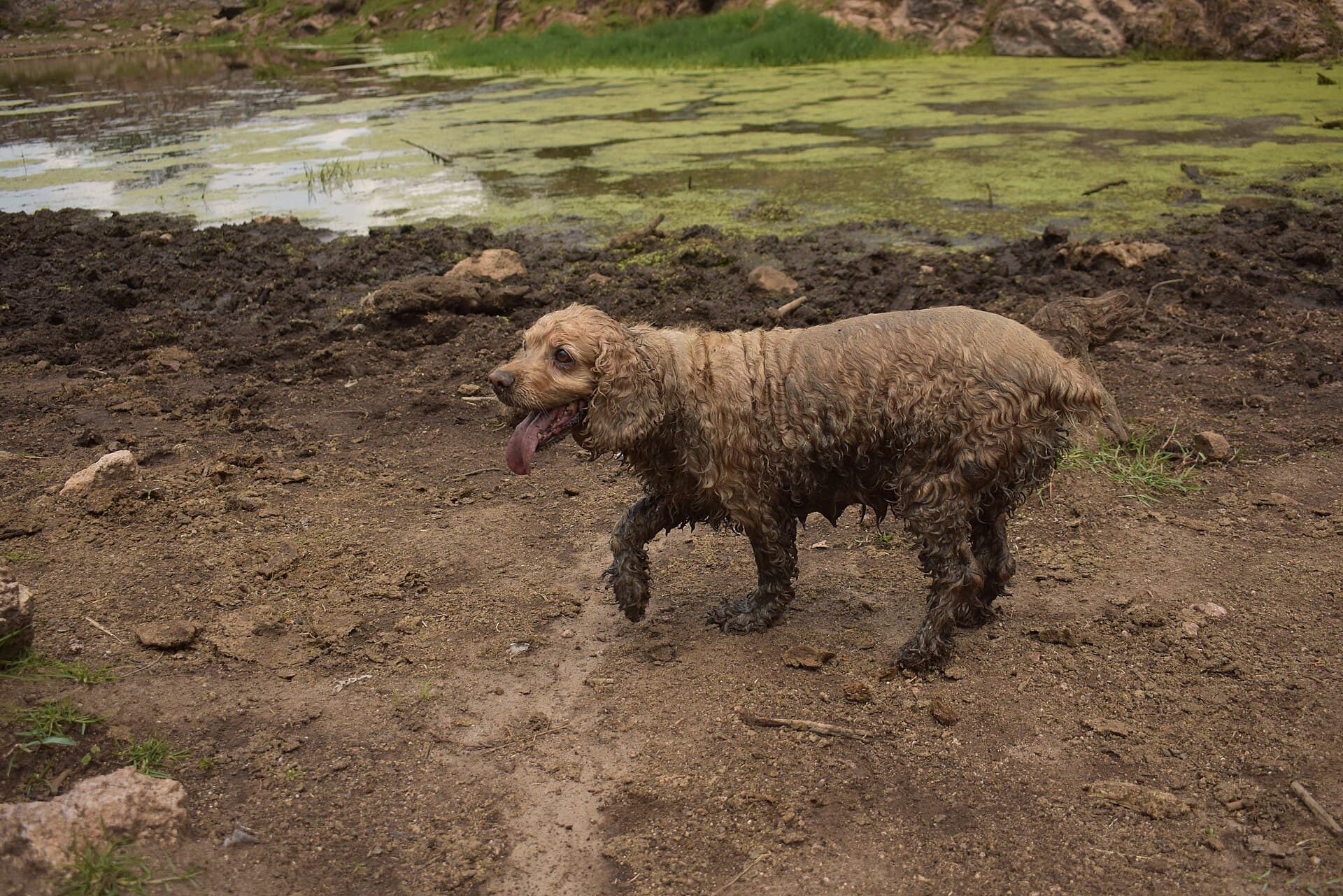 Cocker spaniel angielski wracający z mokrego terenu