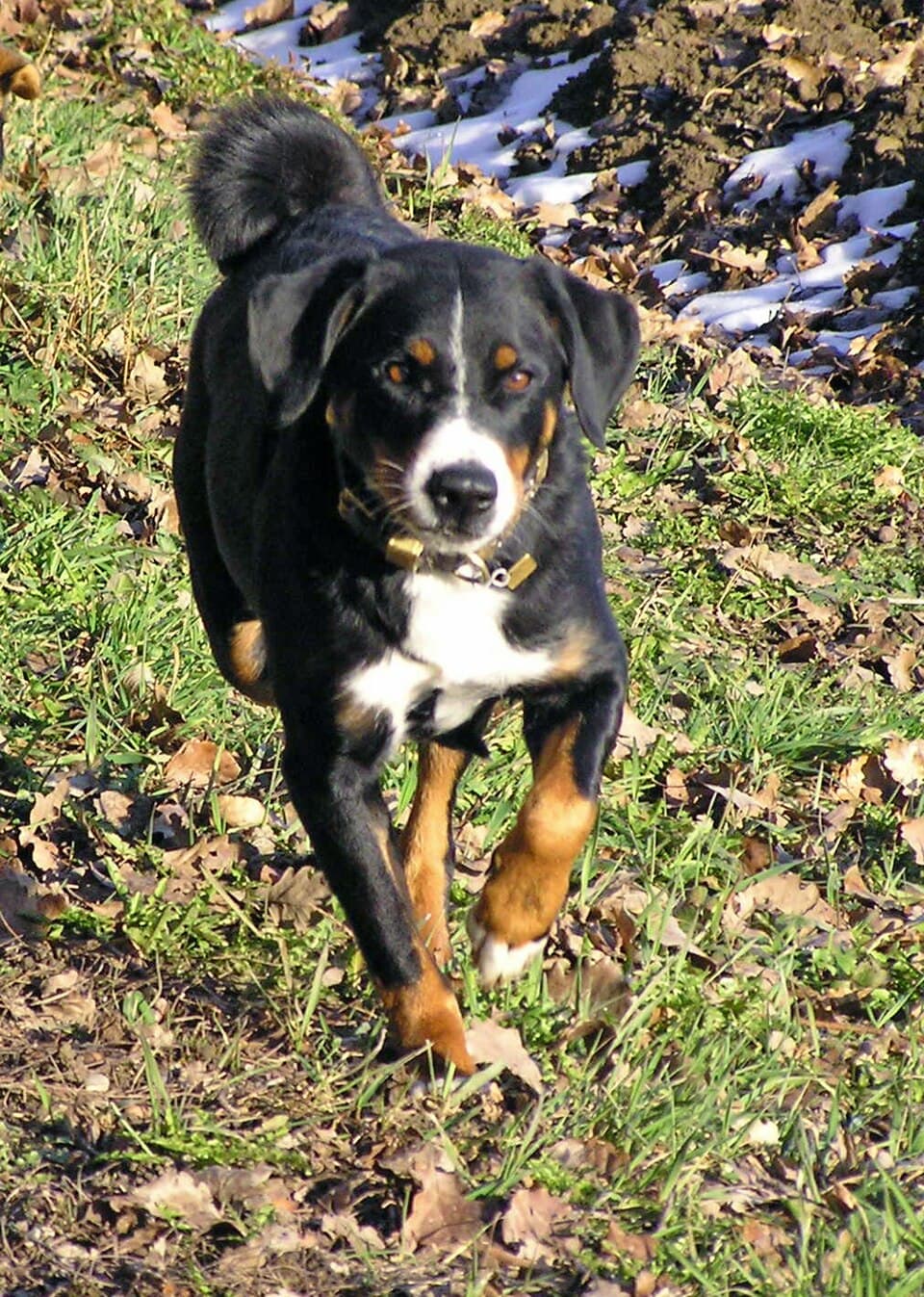 Appenzeller — przedstawiciel rasy