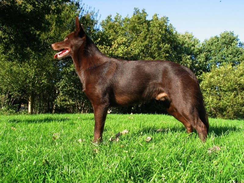 Owczarek australijski - Kelpie — przedstawiciel rasy