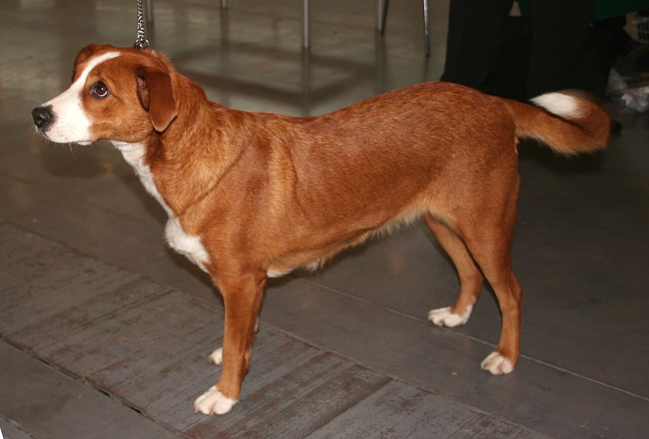 Pinczer austriacki — przedstawiciel rasy