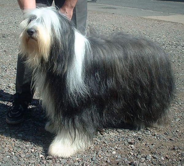 Bearded Collie — przedstawiciel rasy