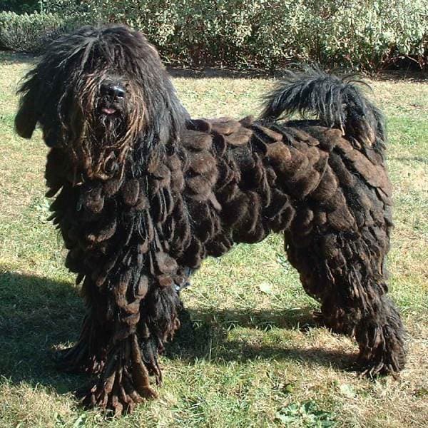 Bergamasco — przedstawiciel rasy