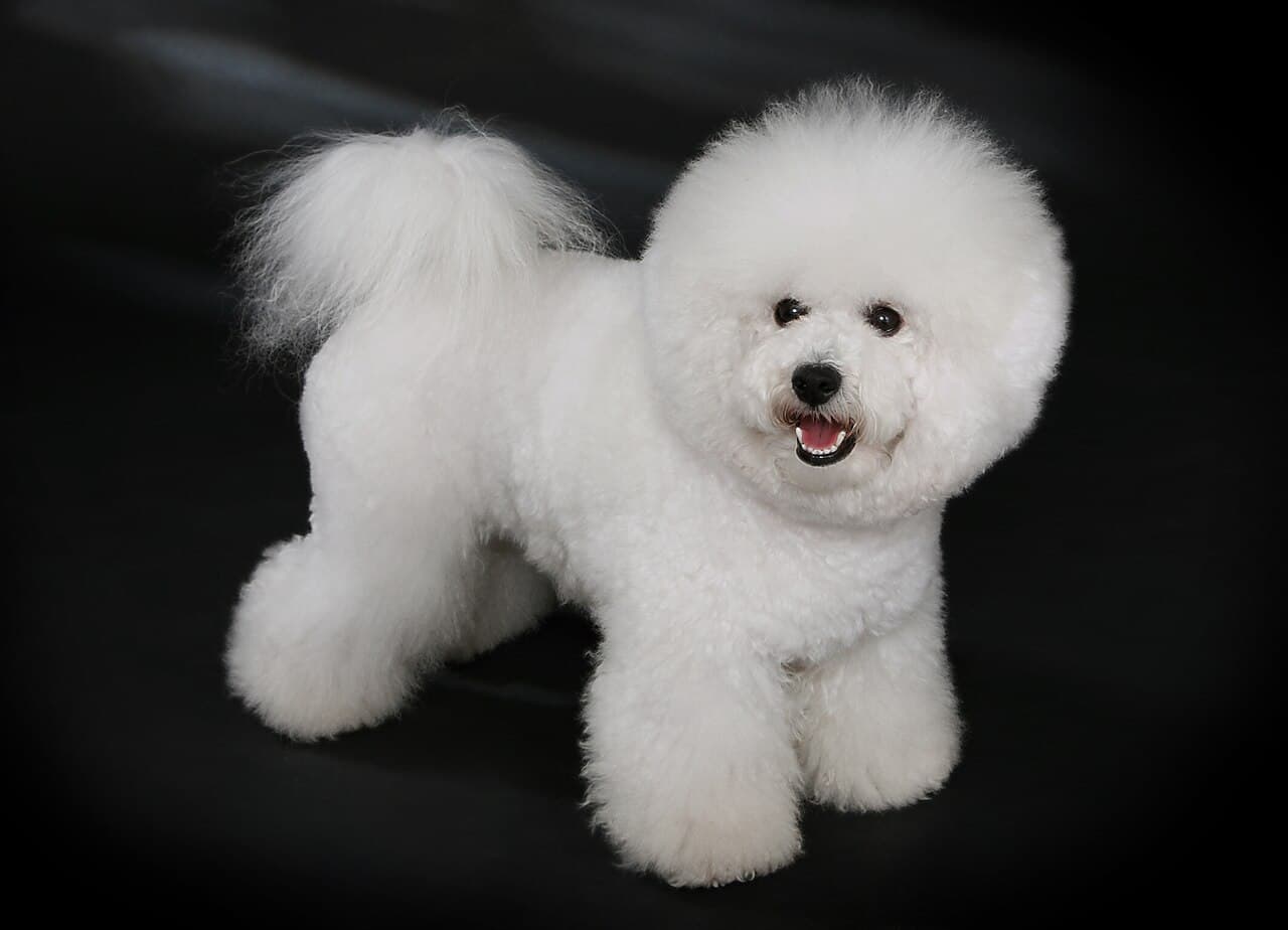 Bichon Frise — przedstawiciel rasy