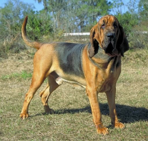 Bloodhound — przedstawiciel rasy