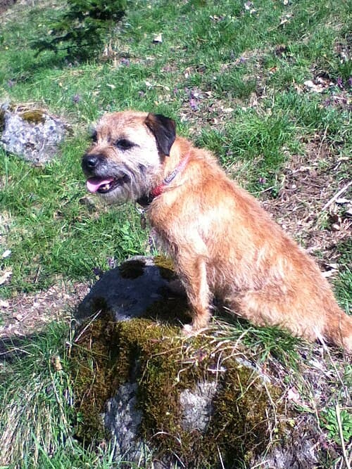 Border Terrier — przedstawiciel rasy