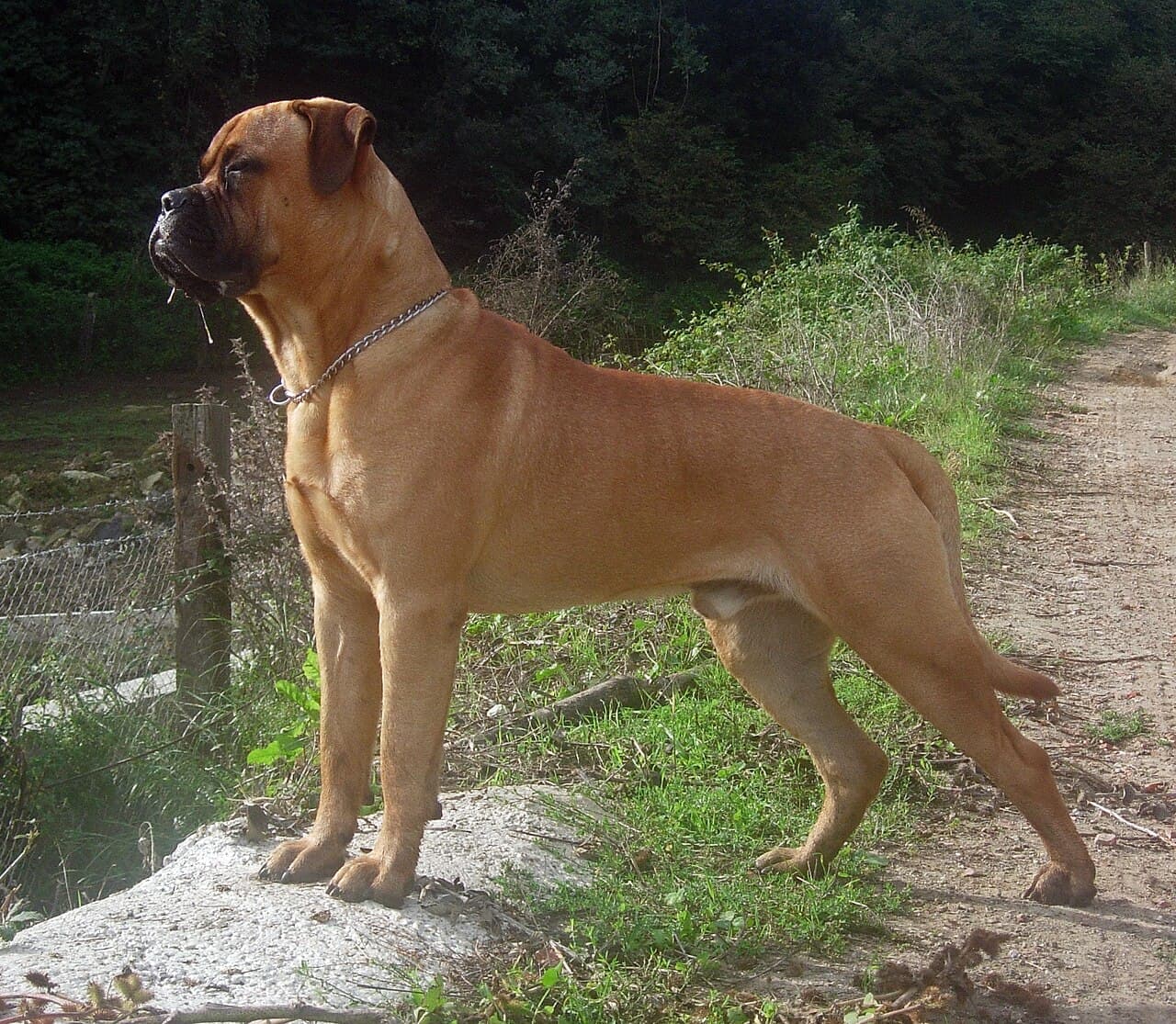 Bullmastiff — przedstawiciel rasy