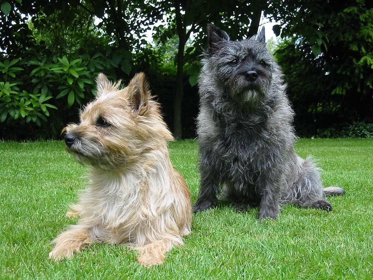 Cairn Terrier — przedstawiciel rasy
