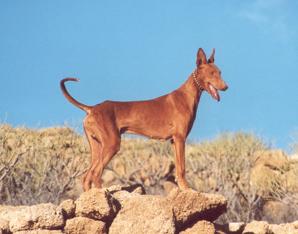 Podenco kanaryjski — przedstawiciel rasy