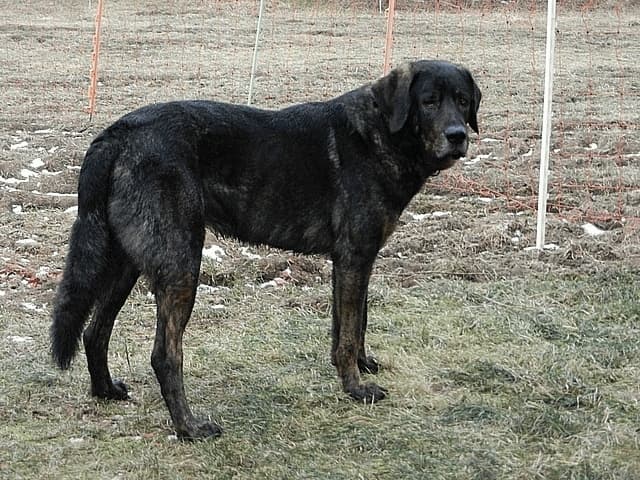 Cão de Castro Laboreiro — przedstawiciel rasy