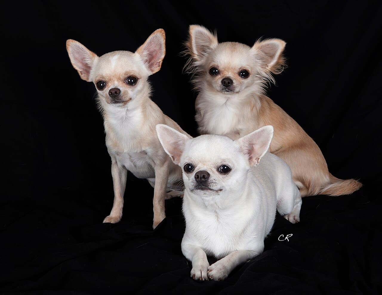 Chihuahueño — przedstawiciel rasy