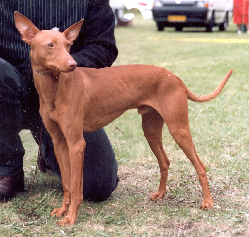 Cirneco dell'Etna — przedstawiciel rasy