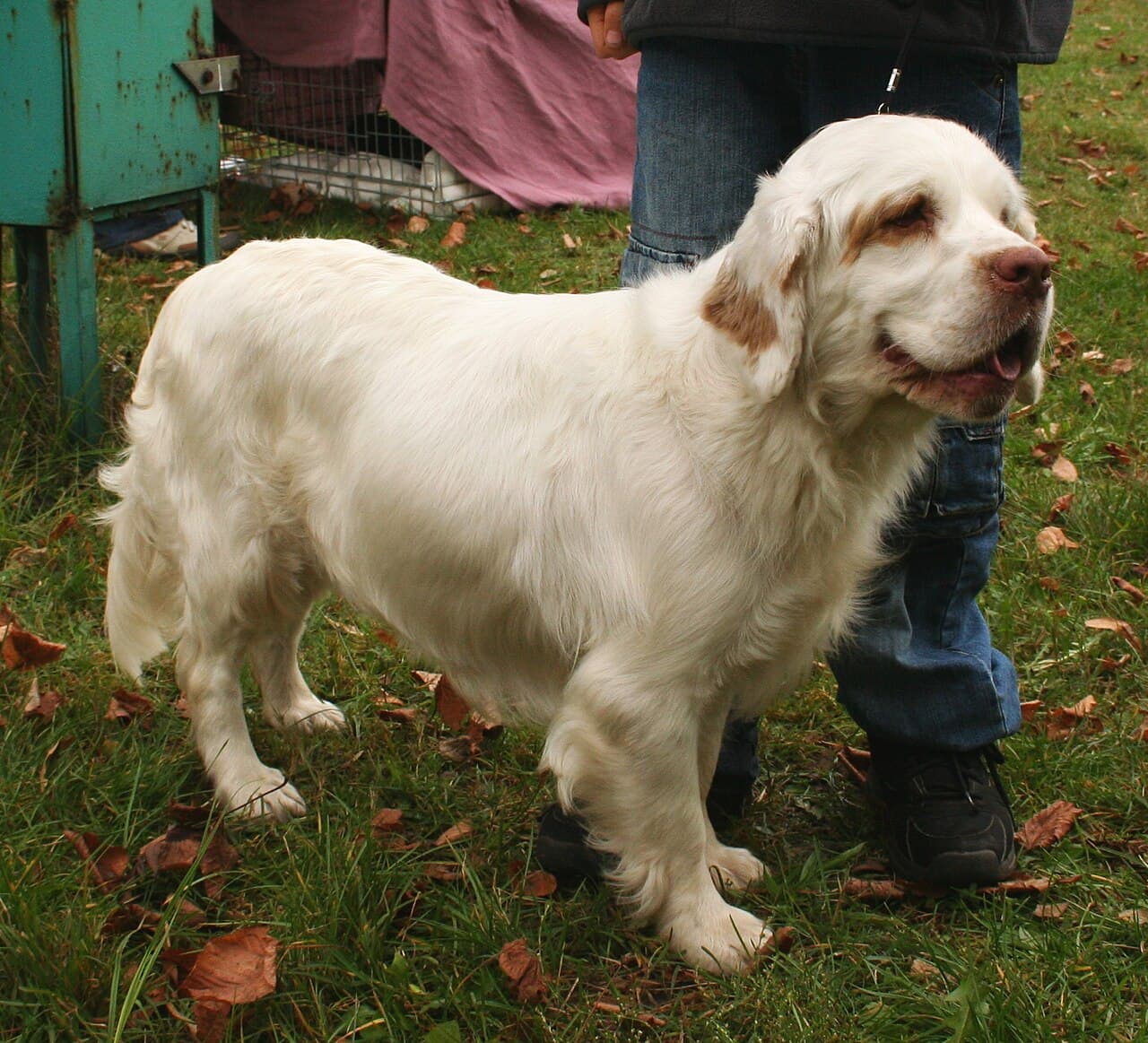 Clumber Spaniel — przedstawiciel rasy