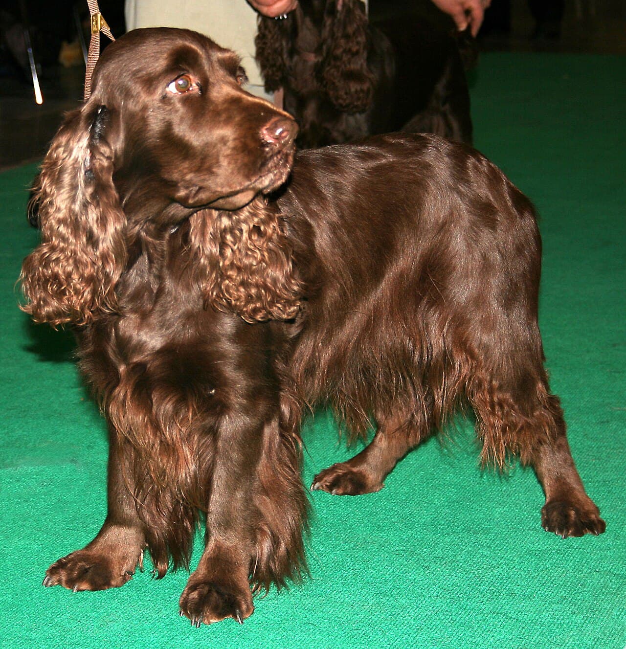Field Spaniel — przedstawiciel rasy