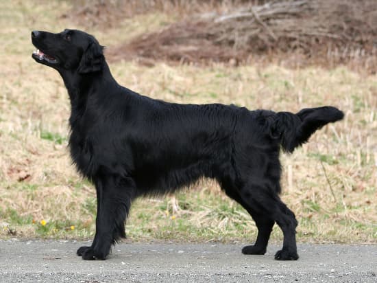 Flat Coated Retriever — przedstawiciel rasy