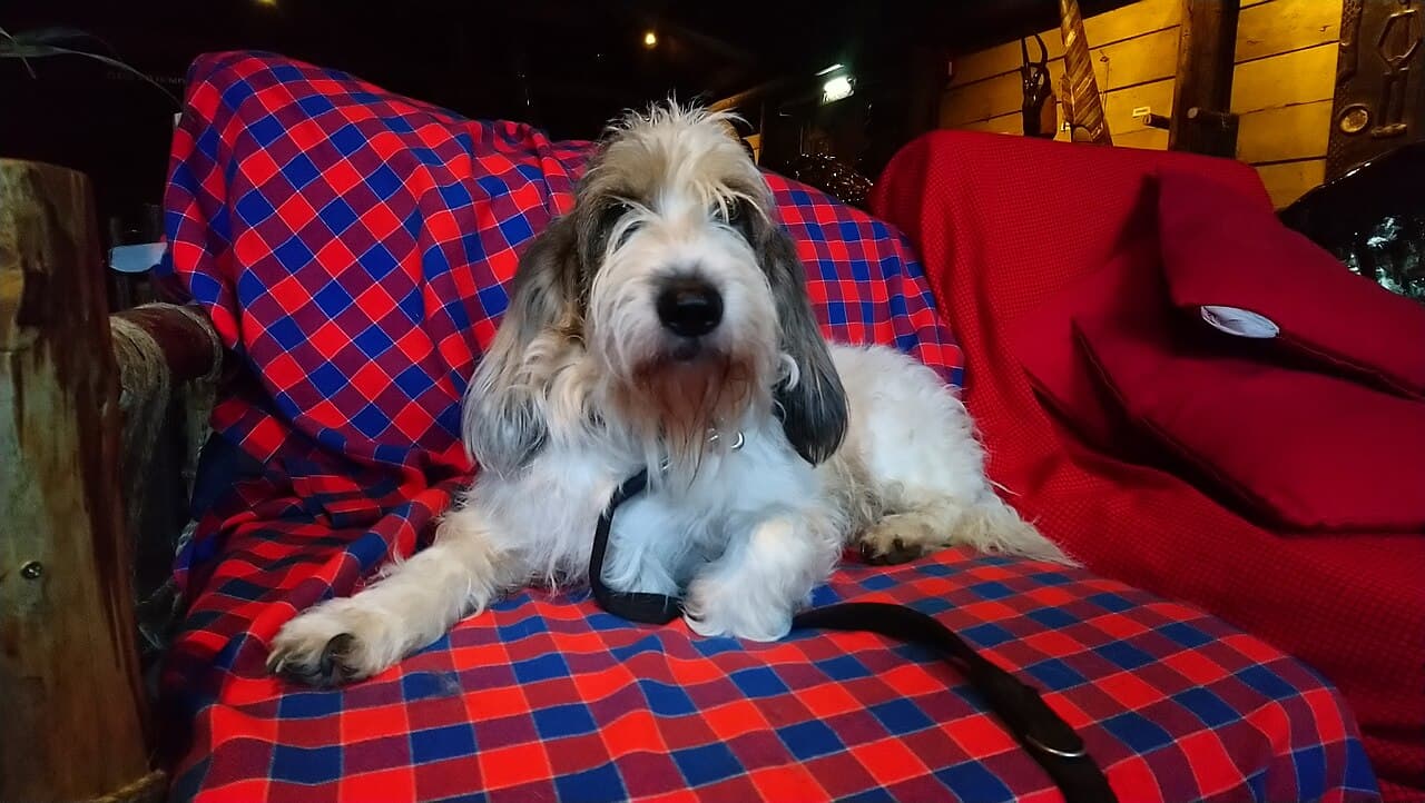 Grand Basset griffon vendéen — przedstawiciel rasy