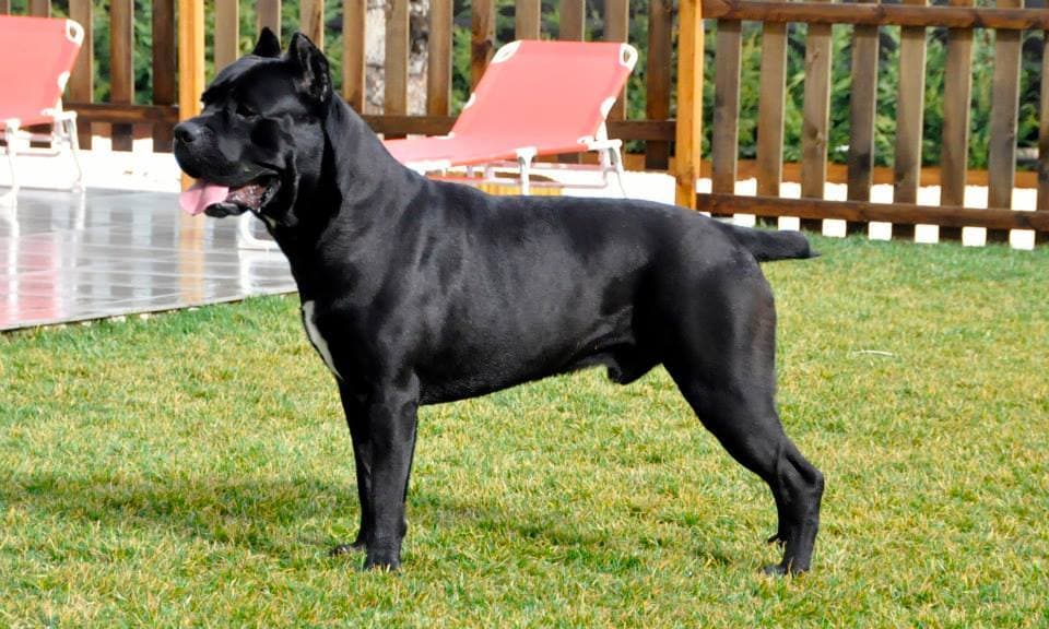 Cane Corso Italiano — przedstawiciel rasy