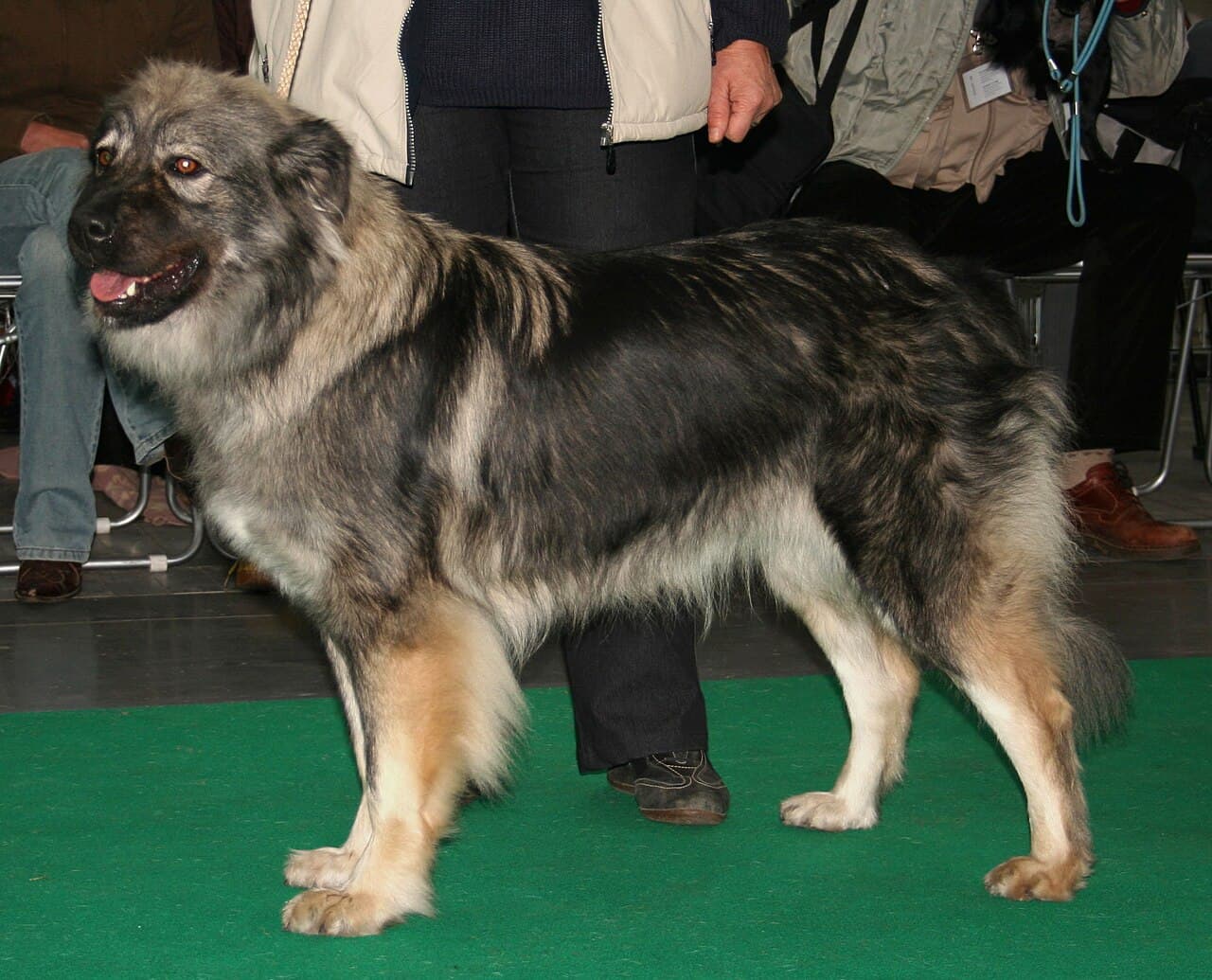 Kraski Ovcar — przedstawiciel rasy