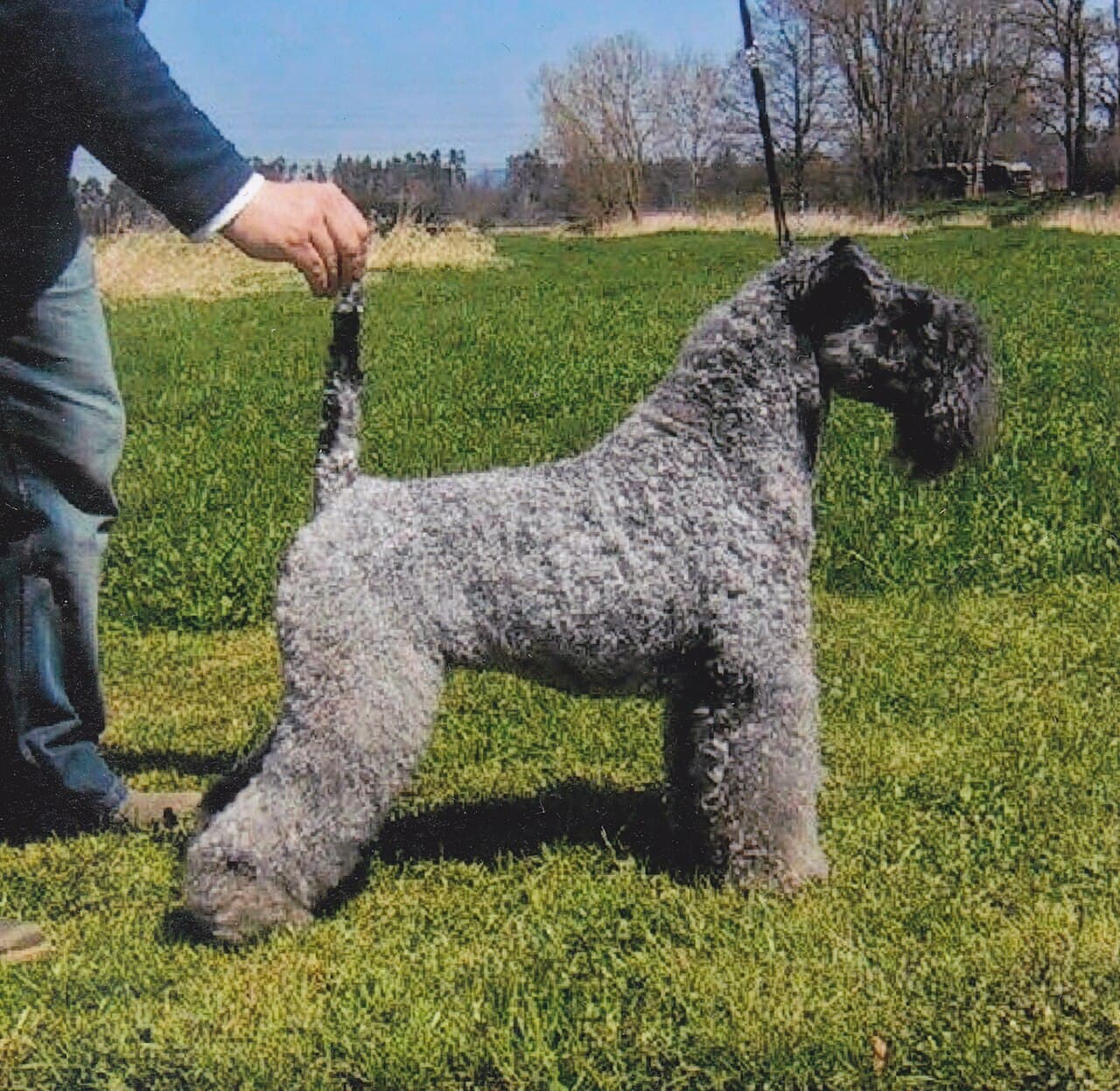 Kerry Blue Terrier — przedstawiciel rasy