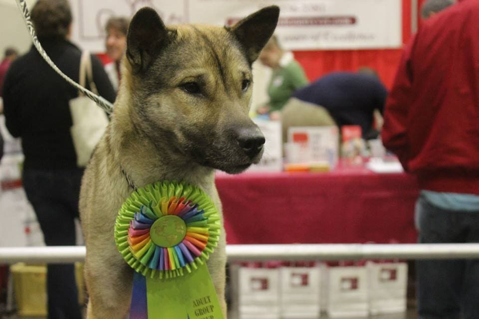 Kishu — przedstawiciel rasy
