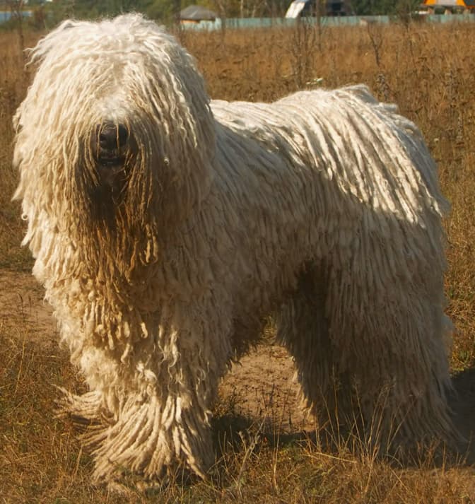 Komondor — przedstawiciel rasy