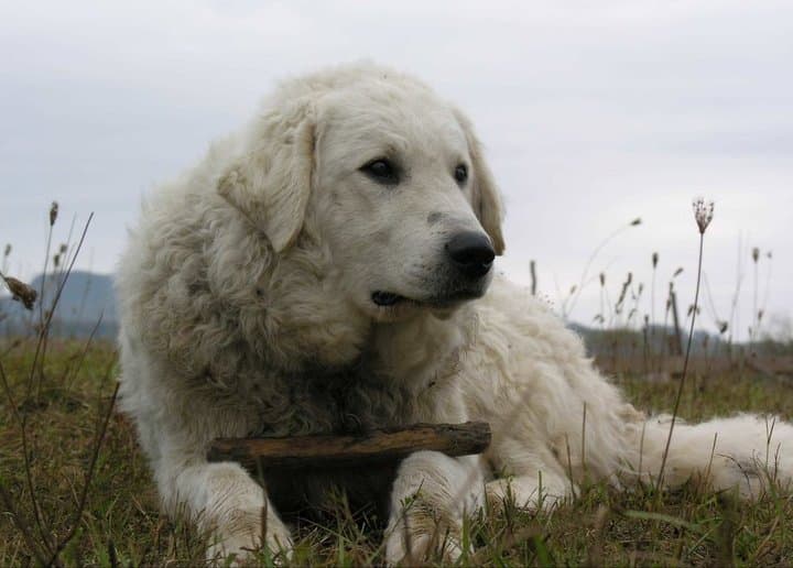 Kuvasz — przedstawiciel rasy