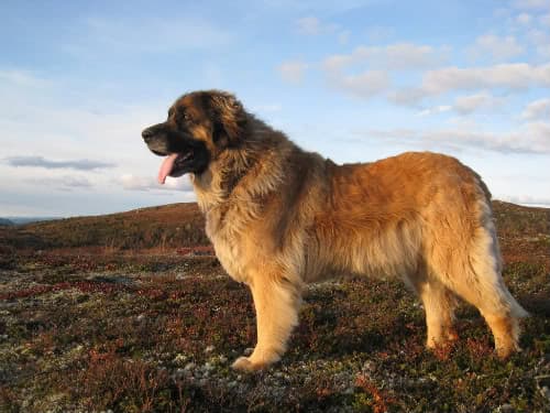 Leonberger — przedstawiciel rasy