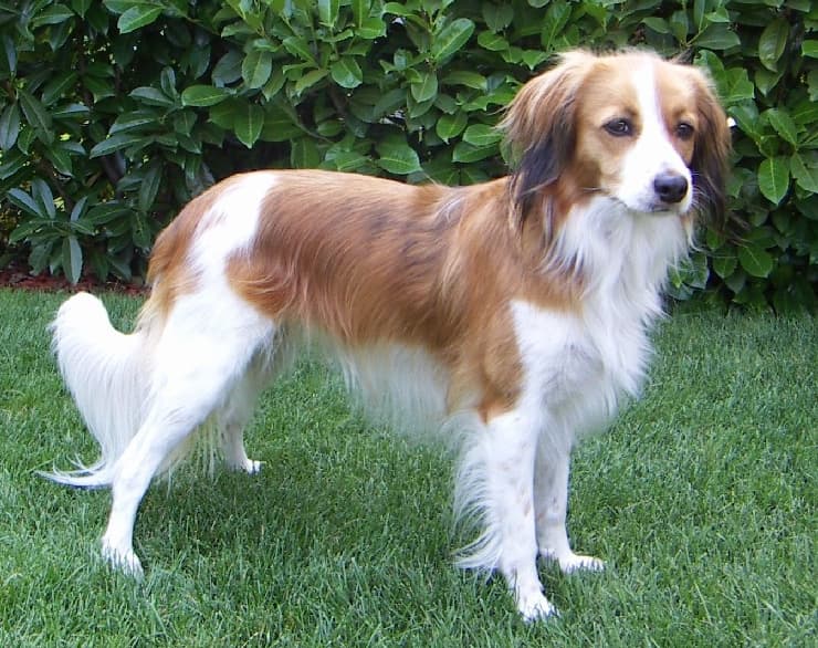 Nederlandse Kooikerhondje — przedstawiciel rasy