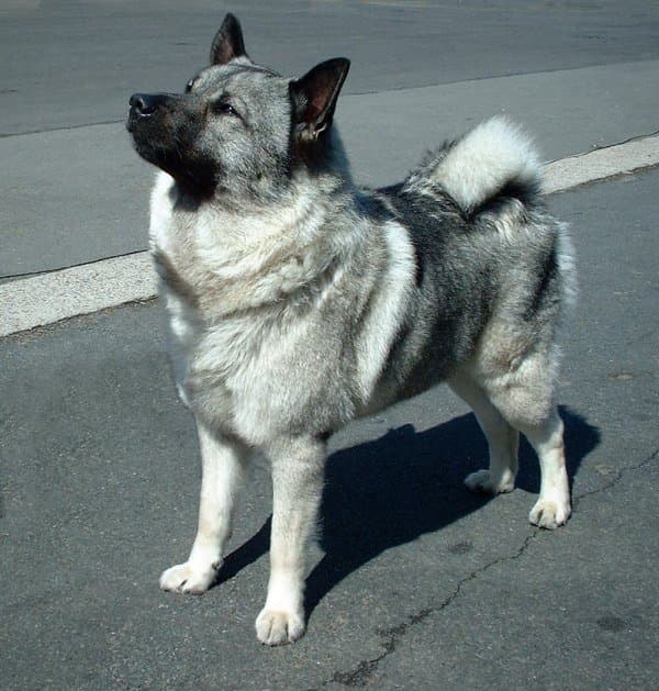 Elkhund szary — przedstawiciel rasy