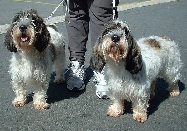 Petit Basset griffon vendéen — przedstawiciel rasy