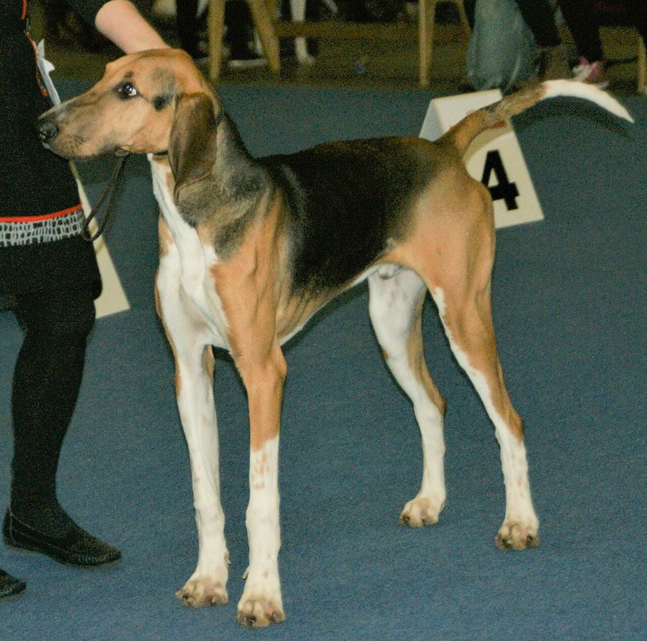 Poitevin — przedstawiciel rasy
