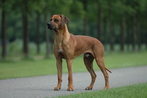 Rhodesian Ridgeback — przedstawiciel rasy