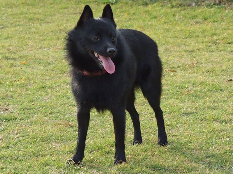 Schipperke — przedstawiciel rasy