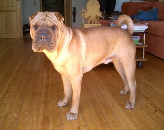 Shar Pei — przedstawiciel rasy