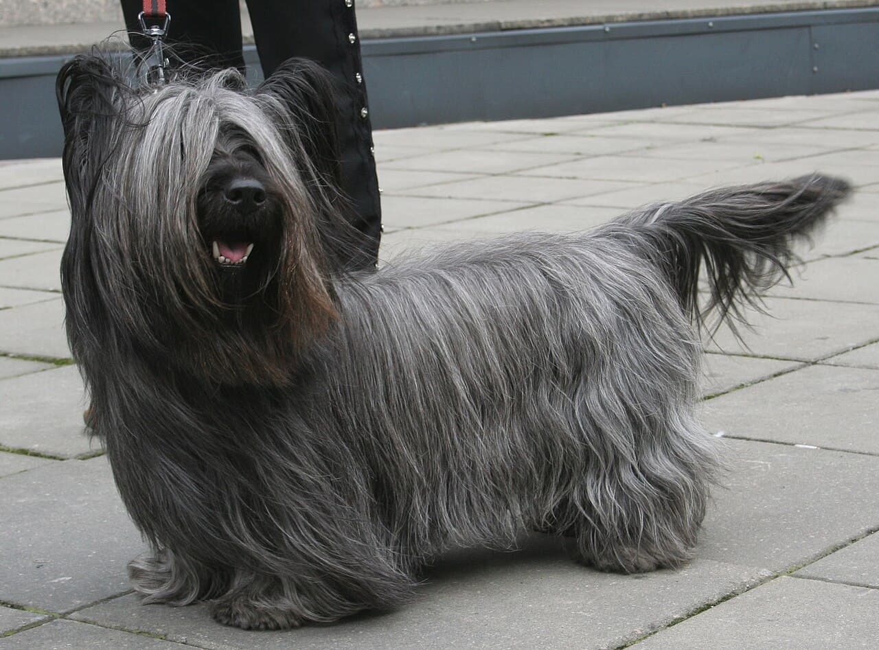 Skye Terrier — przedstawiciel rasy
