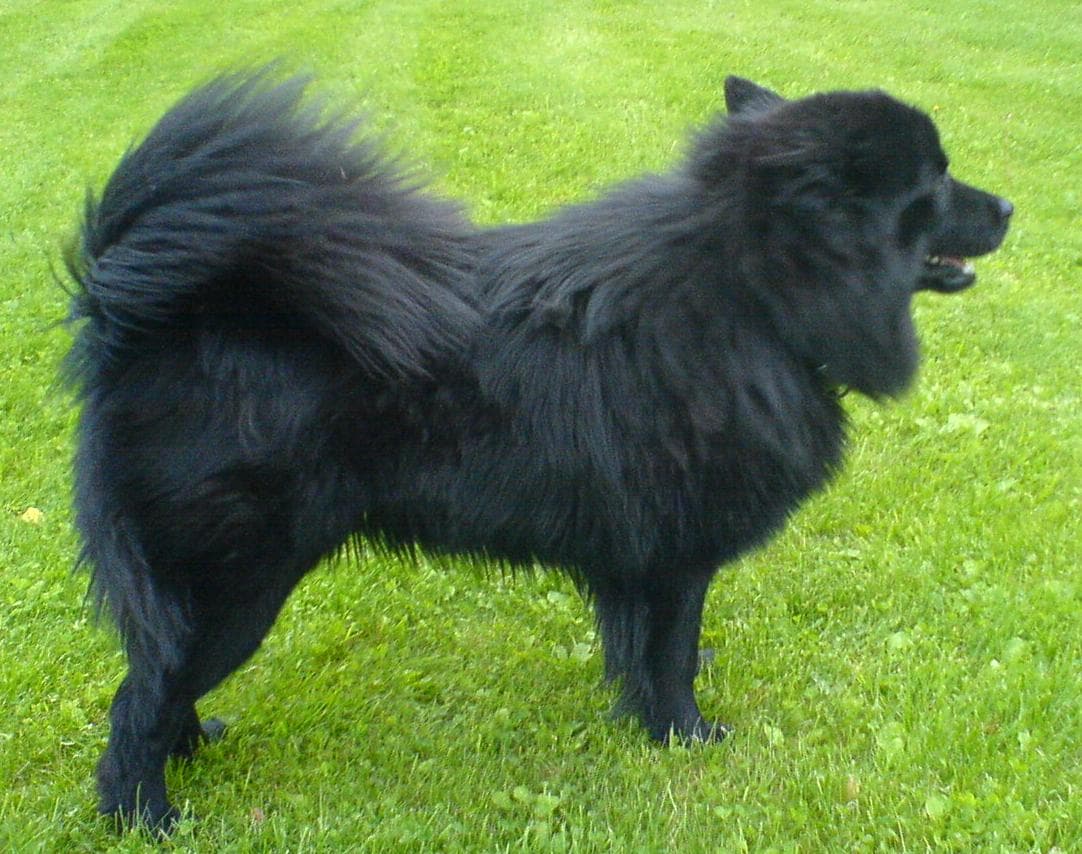 Svensk Lapphund — przedstawiciel rasy