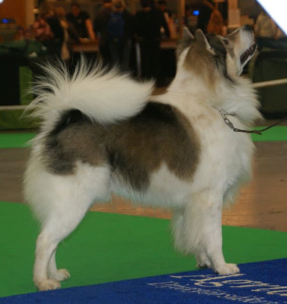 Thai Bangkaew Dog — przedstawiciel rasy