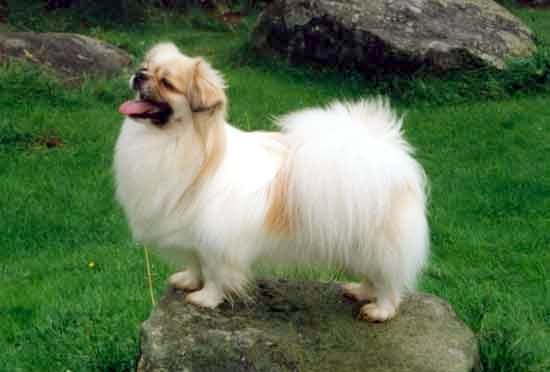 Spaniel tybetański — przedstawiciel rasy