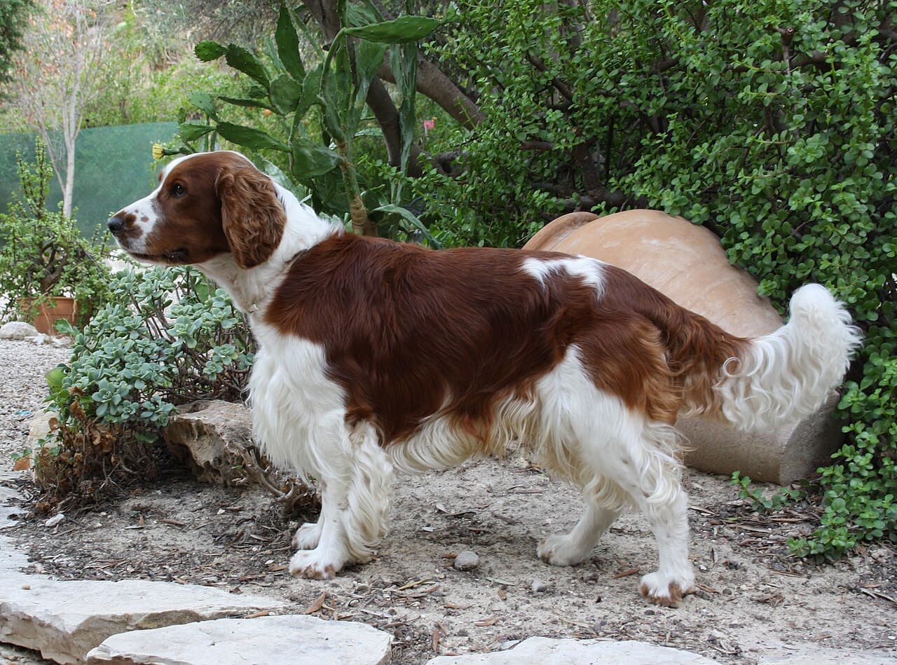 Springer spaniel walijski — przedstawiciel rasy