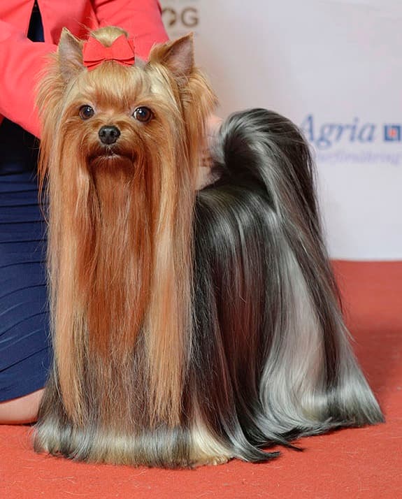 Yorkshire Terrier — przedstawiciel rasy