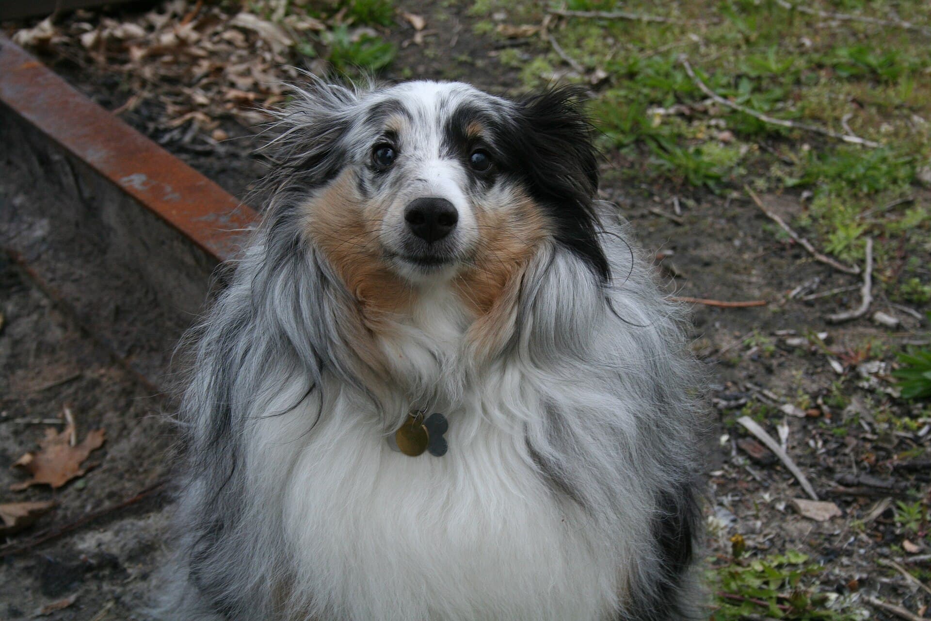 Owczarek szetlandzki blue merle siedzący na zewnątrz