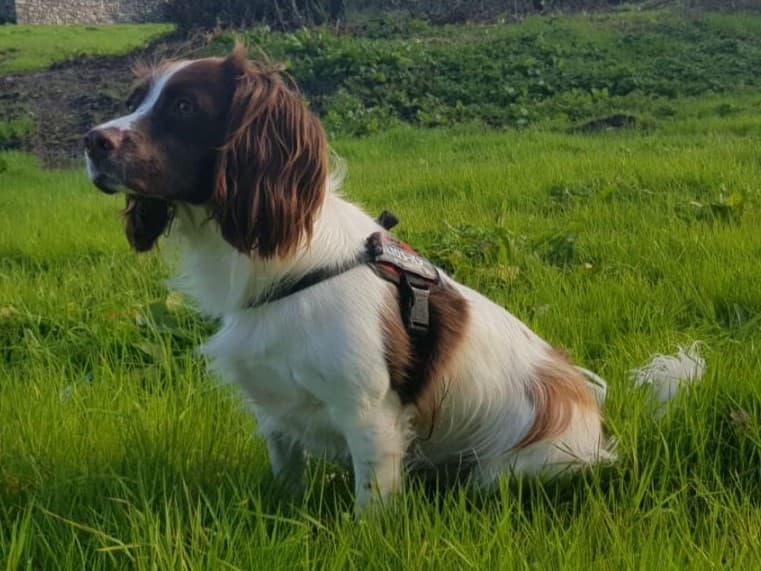 Springer spaniel angielski siedzący na łące