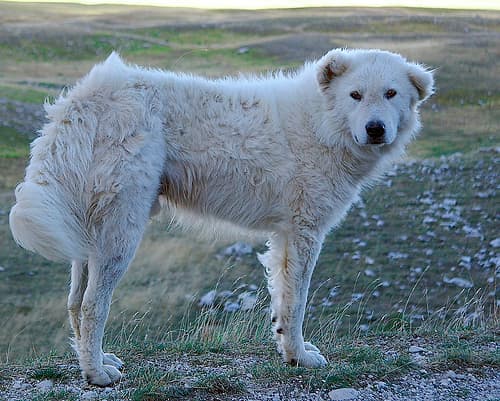 Maremmano-Abruzzese — przedstawiciel rasy