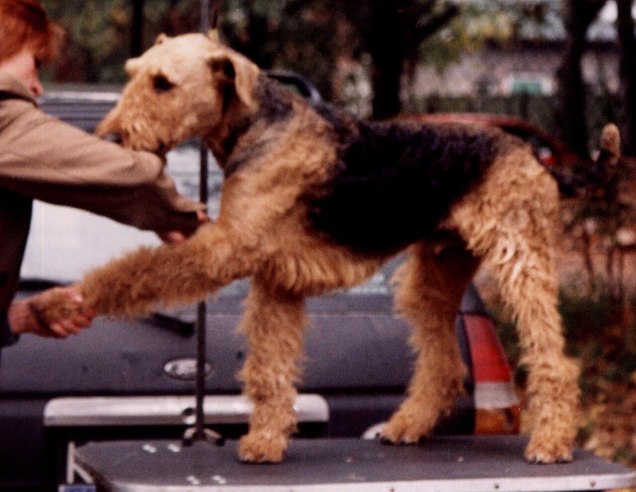 Airedale Terrier — przedstawiciel rasy