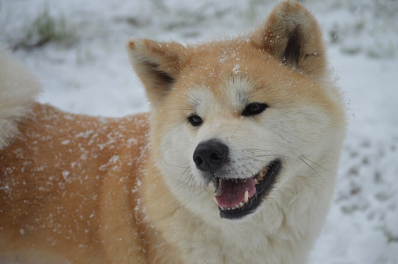 Akita — przedstawiciel rasy