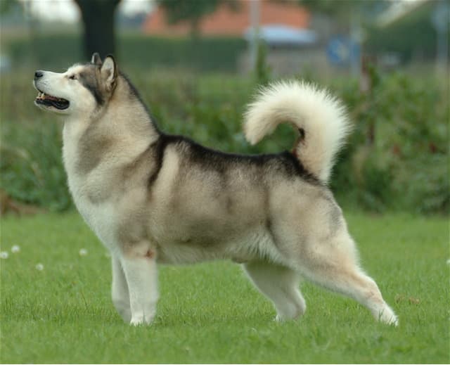 Alaskan Malamute — przedstawiciel rasy