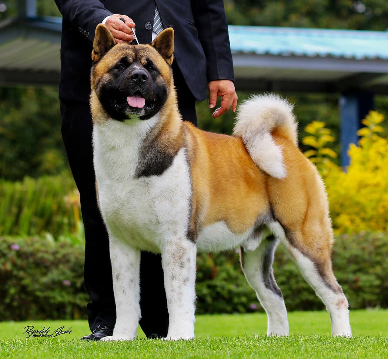 Akita amerykańska — przedstawiciel rasy