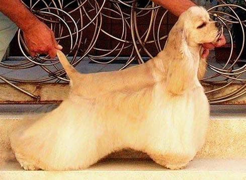 Cocker spaniel amerykański — przedstawiciel rasy