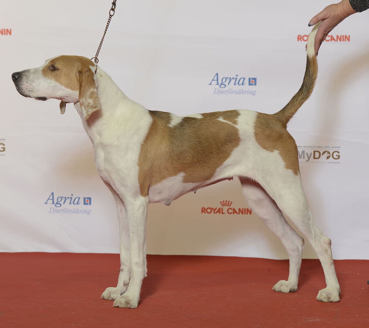 Foxhound amerykański — przedstawiciel rasy
