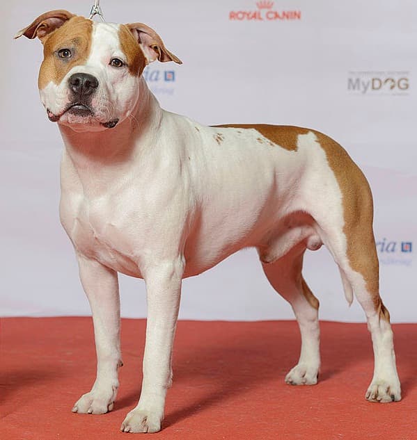 American Staffordshire Terrier — przedstawiciel rasy